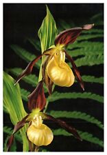 cypripedium for sale  Shipping to South Africa