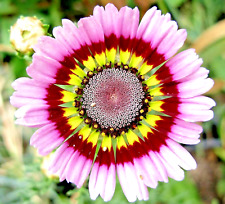 500 painted daisy for sale  Greenville