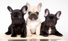 french ready bulldog for sale  BIRMINGHAM