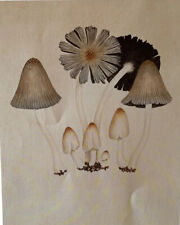 Affiche illustration champigno d'occasion  Valence-d'Albigeois