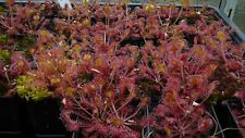 Drosera rotundifolia round for sale  Shipping to Ireland