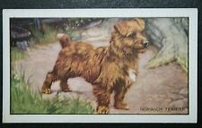 Norwich terrier vintage for sale  DERBY