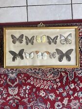 Lot papillon entomologies d'occasion  Liesse-Notre-Dame
