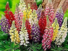 Russell lupine assorted for sale  USA