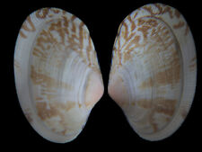 Usado, Concha do mar: Ruditapes philippinarium japonica 40,8 mm F+++ (do Japão) comprar usado  Enviando para Brazil