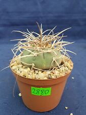 Gymnocalycium cardenasianum JO 604 S of. Carrizal 2880p, used for sale  Shipping to South Africa