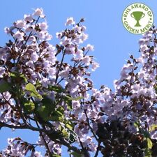 Litre paulownia tomentosa for sale  HULL