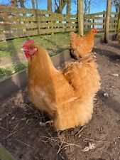6 Large Fowl Buff Orpington Eggs Exhibition Quality  for sale  TROON