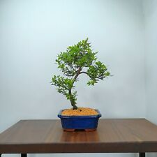 Satsuki azalea bonsai for sale  DERBY