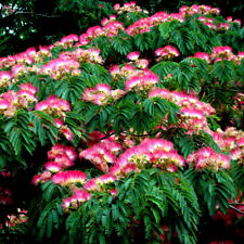 Mimosa tree seeds for sale  Lincolnton