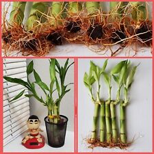 Lucky bamboo free for sale  Shipping to Ireland