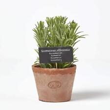 Artificial Rosemary Plant in Terracotta Decorative Pot for Indoor Decoration for sale  Shipping to South Africa