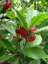 Wonderberry synsepalum dulcifi for sale  Shipping to Ireland