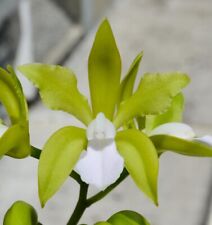 Cattleya bicolor alba d'occasion  Paris XV