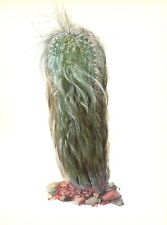 Botanical antique cactus for sale  Harborton