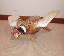 Pheasant bird taxidermy for sale  Victoria