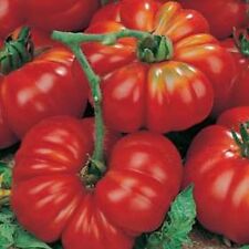 Tomato marmande superprecoce for sale  SALISBURY