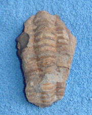 Ancienne trilobite paléozoïq d'occasion  Agay