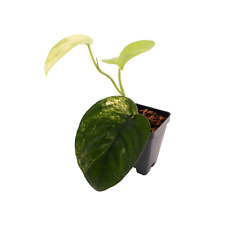 plant 5 pot jade for sale  Allen