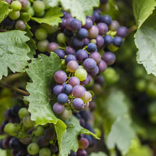 Grape vine vitis for sale  UK