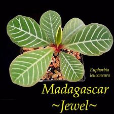 ~Joya de Madagascar~ Euphorbia leuconeura Bonsái Único Planta en Maceta Viva Como Palma segunda mano  Embacar hacia Argentina