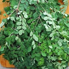 Hojas frescas de moringa hojas de baqueta 100 % puras y naturales vendedor del Reino Unido (100 g) segunda mano  Embacar hacia Argentina