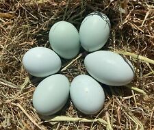 Cream Legbar Fertile HEN/CHICKEN Eggs for Hatching. Blue eggs, auto-sexing for sale  LOOE