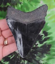 Megalodon Sharks Tooth 4" inch NO RESTORATIONS fossil sharks teeth tooth for sale  Shipping to South Africa