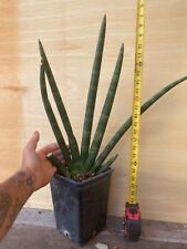 Sansevieria cylindrica succule for sale  Oakland