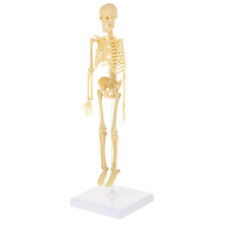 Skeleton model childrens for sale  Shipping to Ireland