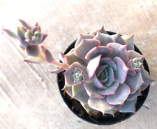 Echeveria angel kissed for sale  San Marcos