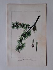 Antique botanical illustration for sale  RIPON