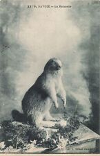 Marmotte d'occasion  France