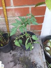 Tomato plant money for sale  SOUTHAMPTON