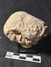 Corail fossile stylina d'occasion  Fénétrange
