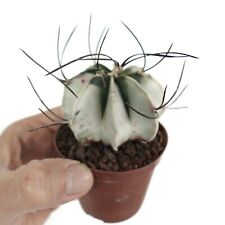 Astrophytum capricorne crassis usato  Napoli