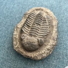 Fossile trilobite maroc d'occasion  Montastruc-la-Conseillère