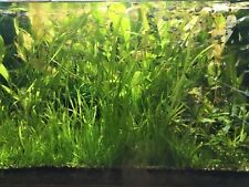 Lot plantes aquatiques d'occasion  Ingwiller