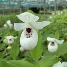 Cypripedium flav reg for sale  LISBURN