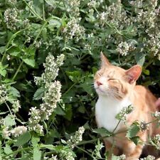 Herb white catnip for sale  KEIGHLEY