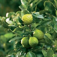 Kaffir lime tree for sale  Burlington
