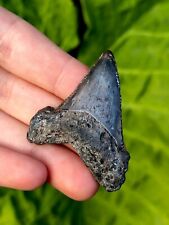 Angustidens shark tooth for sale  Palm Harbor