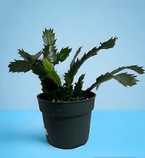 Christmas cactus schlumbergera for sale  Staten Island