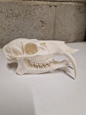 animal skull for sale  UMBERLEIGH