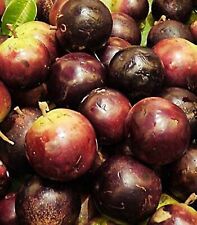 star apple Chrysophyllum cainito Fruit Tropical Thai99 for sale  Shipping to South Africa