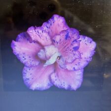 African violet starter for sale  Traer