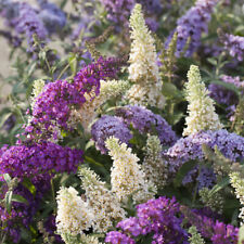 Buddleia Tricolour Butterfly Bush 3 Colours in 1 Pink White Blue in a 2L Pot, used for sale  PETERBOROUGH