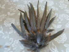 Cock pheasant tail for sale  YSTRAD MEURIG