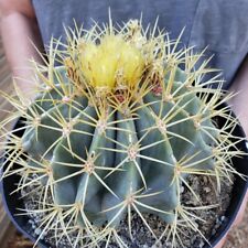 barrel head cactus for sale  Hemet