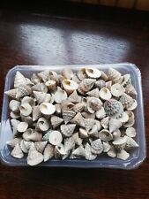 hermit crab shells for sale  EVESHAM